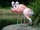 Chilean Flamingo (WWT Slimbridge June 2010) - pic by Nigel Key